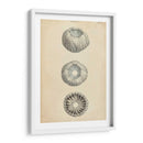 Conchas Cilíndricas I - Wood | Cuadro decorativo de Canvas Lab