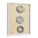 Conchas Cilíndricas I - Wood | Cuadro decorativo de Canvas Lab