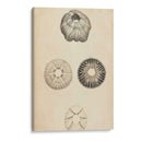 Cáscaras Cilíndricas Ii - Wood | Cuadro decorativo de Canvas Lab