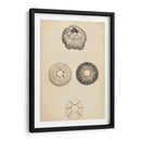 Cáscaras Cilíndricas Ii - Wood | Cuadro decorativo de Canvas Lab