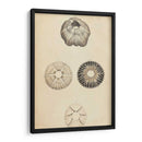 Cáscaras Cilíndricas Ii - Wood | Cuadro decorativo de Canvas Lab