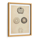 Cáscaras Cilíndricas Ii - Wood | Cuadro decorativo de Canvas Lab