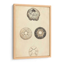 Cáscaras Cilíndricas Ii - Wood | Cuadro decorativo de Canvas Lab