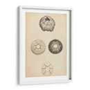 Cáscaras Cilíndricas Ii - Wood | Cuadro decorativo de Canvas Lab