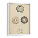 Cáscaras Cilíndricas Ii - Wood | Cuadro decorativo de Canvas Lab