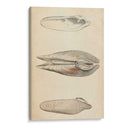 Mollusk Marino I - Wood | Cuadro decorativo de Canvas Lab