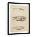 Mollusk Marino I - Wood | Cuadro decorativo de Canvas Lab