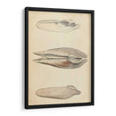 Mollusk Marino I - Wood | Cuadro decorativo de Canvas Lab