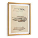 Mollusk Marino I - Wood | Cuadro decorativo de Canvas Lab