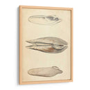 Mollusk Marino I - Wood | Cuadro decorativo de Canvas Lab