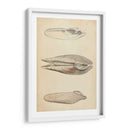 Mollusk Marino I - Wood | Cuadro decorativo de Canvas Lab