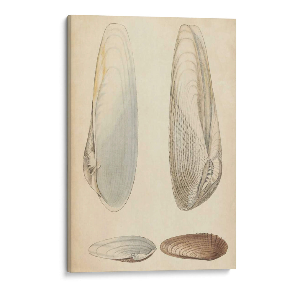 Mollusc Marino Ii - Wood | Cuadro decorativo de Canvas Lab