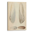 Mollusc Marino Ii - Wood | Cuadro decorativo de Canvas Lab