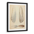 Mollusc Marino Ii - Wood | Cuadro decorativo de Canvas Lab