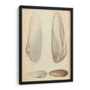 Mollusc Marino Ii - Wood | Cuadro decorativo de Canvas Lab