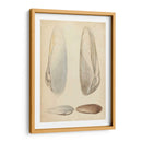 Mollusc Marino Ii - Wood | Cuadro decorativo de Canvas Lab