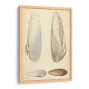 Mollusc Marino Ii - Wood | Cuadro decorativo de Canvas Lab
