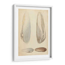 Mollusc Marino Ii - Wood | Cuadro decorativo de Canvas Lab