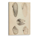 Mollusc Marino Iii - Wood | Cuadro decorativo de Canvas Lab