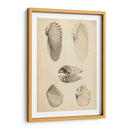 Mollusc Marino Iii - Wood | Cuadro decorativo de Canvas Lab