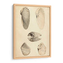 Mollusc Marino Iii - Wood | Cuadro decorativo de Canvas Lab