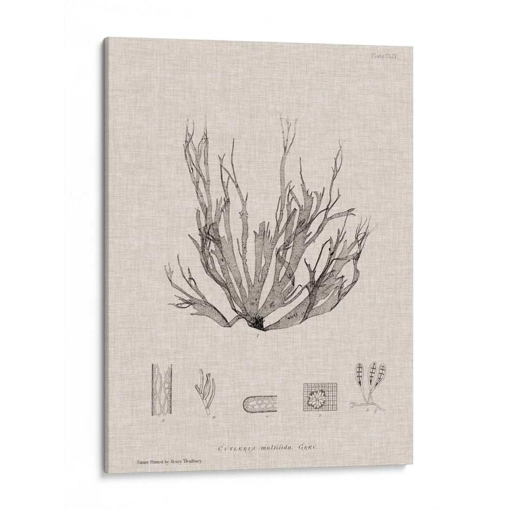 Carbón Y Algas Marinas I - Henry Bradbury | Cuadro decorativo de Canvas Lab