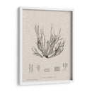 Carbón Y Algas Marinas I - Henry Bradbury | Cuadro decorativo de Canvas Lab