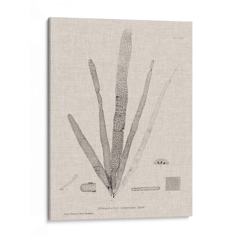 Carbón Y Lino Seaweed Ii - Henry Bradbury | Cuadro decorativo de Canvas Lab