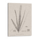 Carbón Y Lino Seaweed Ii - Henry Bradbury | Cuadro decorativo de Canvas Lab