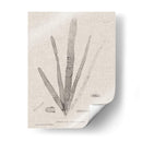Carbón Y Lino Seaweed Ii - Henry Bradbury | Cuadro decorativo de Canvas Lab
