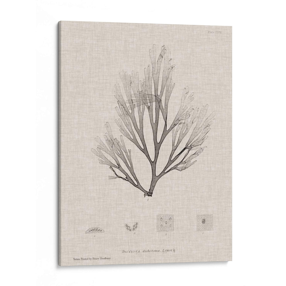Carbón Y Ropa De Algas Marinas Iii - Henry Bradbury | Cuadro decorativo de Canvas Lab