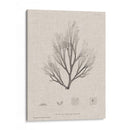 Carbón Y Ropa De Algas Marinas Iii - Henry Bradbury | Cuadro decorativo de Canvas Lab