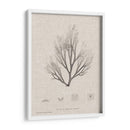 Carbón Y Ropa De Algas Marinas Iii - Henry Bradbury | Cuadro decorativo de Canvas Lab