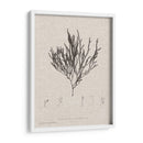 Carbón Y Ropa De Algas Marinas Iv - Henry Bradbury | Cuadro decorativo de Canvas Lab