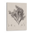 Carboncillo Y Ropa De Algas De Lino V - Henry Bradbury | Cuadro decorativo de Canvas Lab