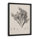 Carboncillo Y Ropa De Algas De Lino V - Henry Bradbury | Cuadro decorativo de Canvas Lab