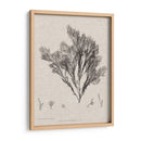 Carboncillo Y Ropa De Algas De Lino V - Henry Bradbury | Cuadro decorativo de Canvas Lab