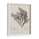 Carboncillo Y Ropa De Algas De Lino V - Henry Bradbury | Cuadro decorativo de Canvas Lab