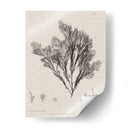 Carboncillo Y Ropa De Algas De Lino V - Henry Bradbury | Cuadro decorativo de Canvas Lab