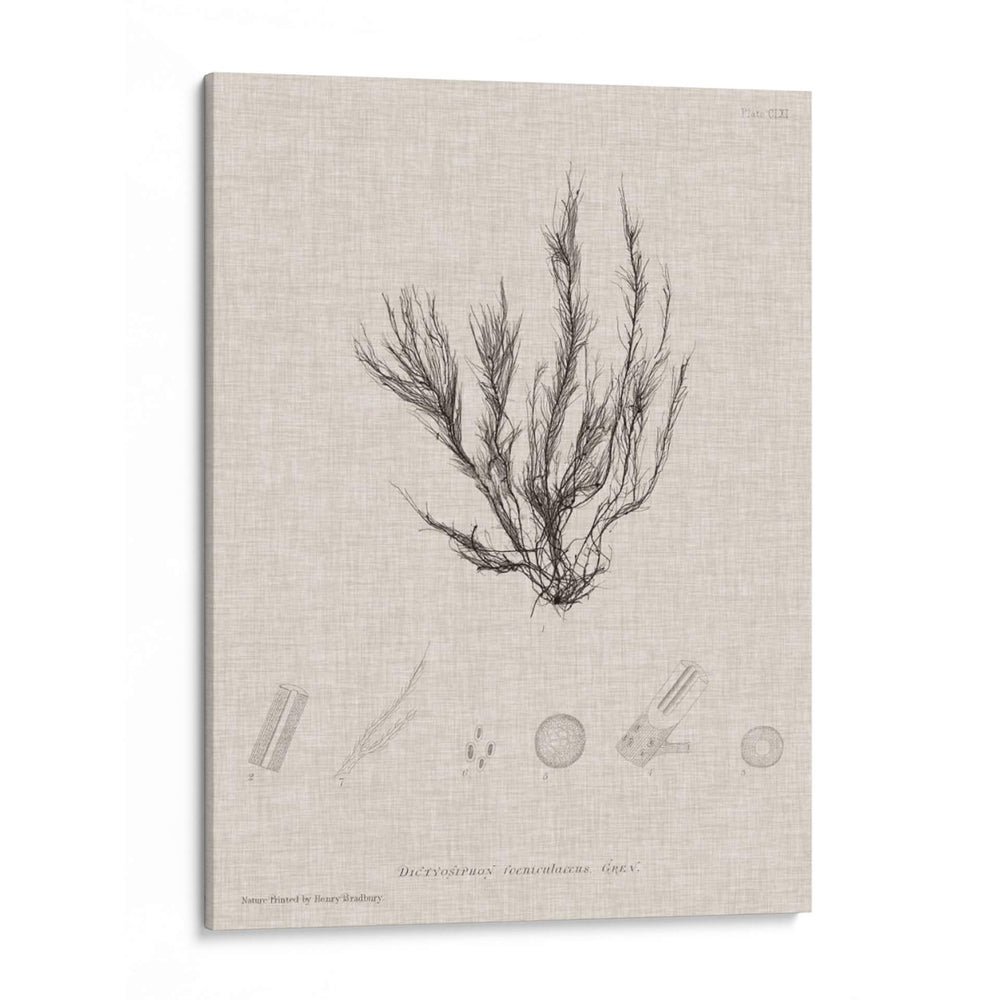 Carbón Y Ropa De Algas Marinas Vi - Henry Bradbury | Cuadro decorativo de Canvas Lab