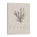 Carbón Y Ropa De Algas Marinas Vi - Henry Bradbury | Cuadro decorativo de Canvas Lab