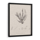 Carbón Y Ropa De Algas Marinas Vi - Henry Bradbury | Cuadro decorativo de Canvas Lab