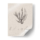 Carbón Y Ropa De Algas Marinas Vi - Henry Bradbury | Cuadro decorativo de Canvas Lab