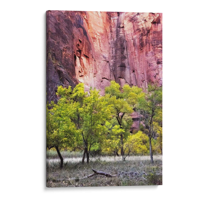 Canyon Cottonwoods - Danny Head | Cuadro decorativo de Canvas Lab