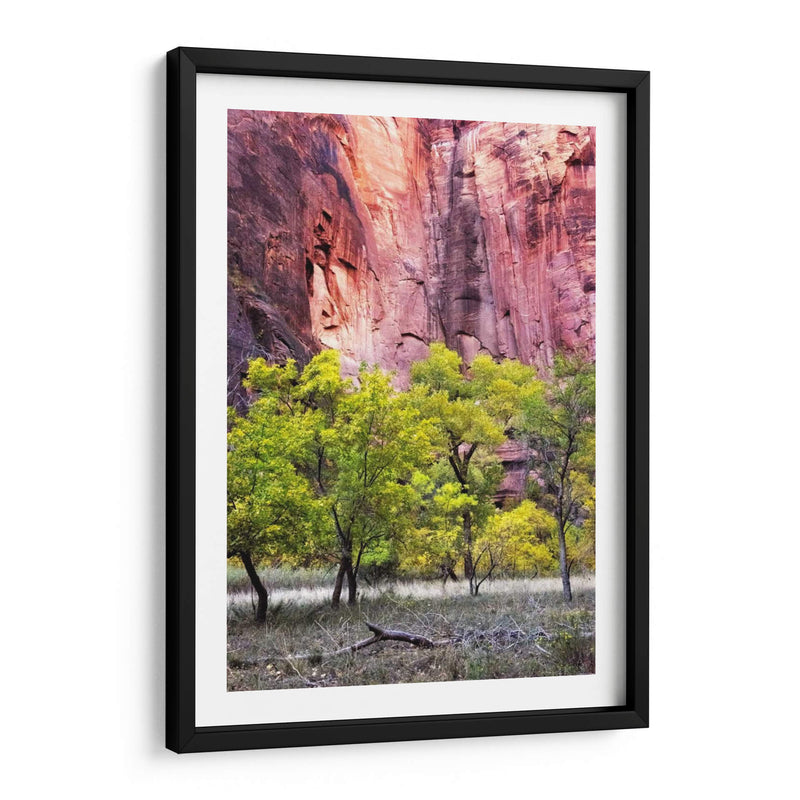 Canyon Cottonwoods - Danny Head | Cuadro decorativo de Canvas Lab