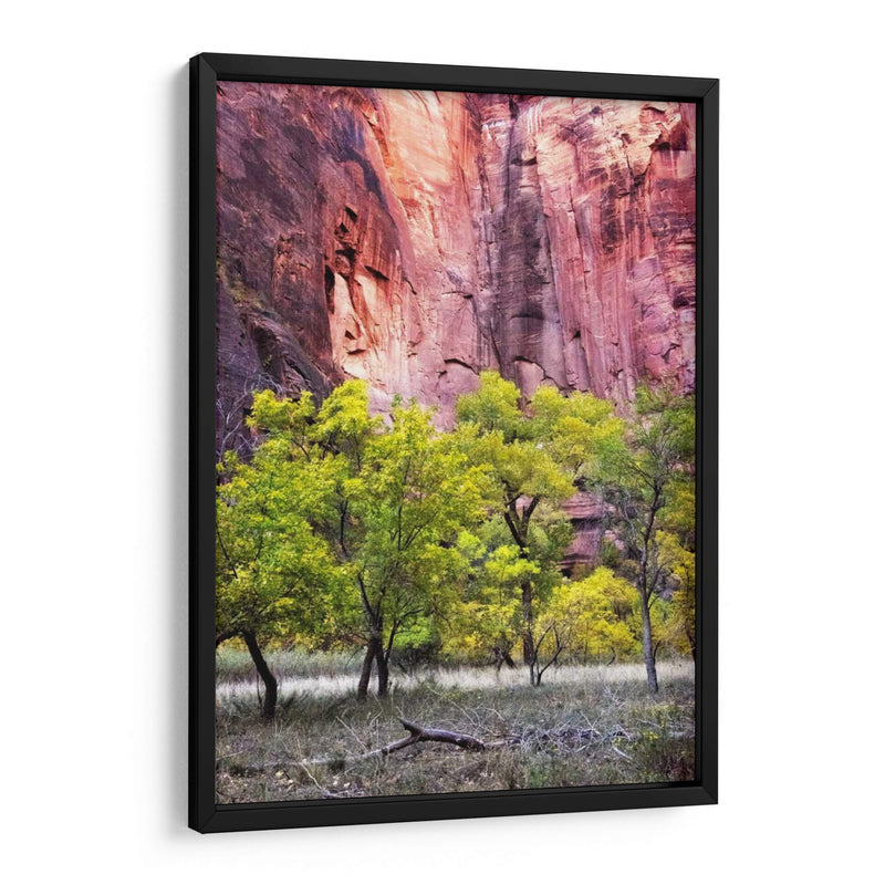 Canyon Cottonwoods - Danny Head | Cuadro decorativo de Canvas Lab