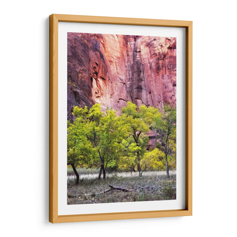 Canyon Cottonwoods - Danny Head | Cuadro decorativo de Canvas Lab