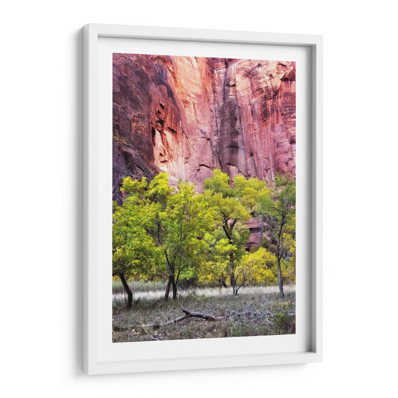 Canyon Cottonwoods - Danny Head | Cuadro decorativo de Canvas Lab