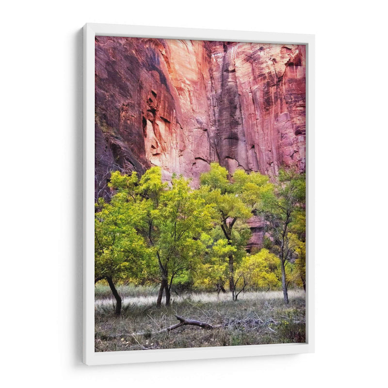 Canyon Cottonwoods - Danny Head | Cuadro decorativo de Canvas Lab