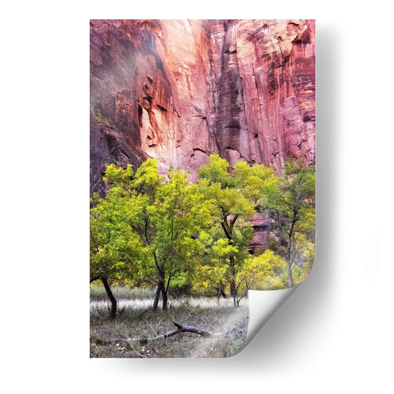 Canyon Cottonwoods - Danny Head | Cuadro decorativo de Canvas Lab